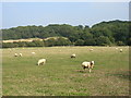 SP2851 : Sheep grazing south of Walton Hall by David Purchase