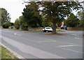 Street tree, Eastgate, Seamer