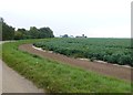 TF2535 : Potaoto crop on  near Yewtree House by Richard Humphrey