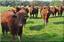 SS8822 : Mid Devon : Cattle Grazing by Lewis Clarke