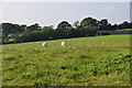 North Devon : Grassy Field