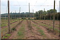 Hop fields at Burford Oaks