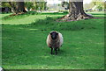 TQ1539 : Inquisitive sheep by N Chadwick