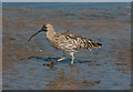 TF7544 : Muddy Curlew, Titchwell by Pauline E