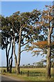 Trees by Auldhouse Road