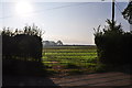 East Devon : Grassy Field & Gate