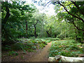 Path, Chobham Place Wood