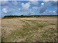 Stubble north of Giltons