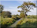 TQ7178 : Marsh ditch near the Poplars by Stefan Czapski