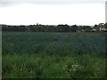 Crop field (leeks) off Higher Lane