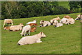 SX4085 : West Devon : Grassy Field & Cattle by Lewis Clarke