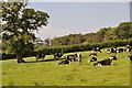 West Devon : Grassy Field & Cattle