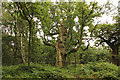 SK6268 : Banded oak by Richard Croft