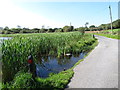 Bulrushes on the edge of Creggan/Lurgancullenboy Lough