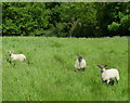 Sheep in a field near the site of Sanvey Castle