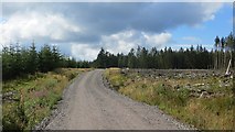 NY0093 : Logging road, Forest of Ae by Richard Webb