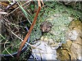 Little frog in our garden pond