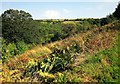 Hillside above the Seaton valley