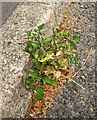 Tomato plant, Chatto Road, Torquay