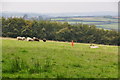 West Somerset : Grassy Field & Sheep