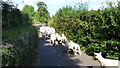 Scene on Pentre Lane, Abergavenny