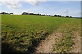 Field near Cefn Berain