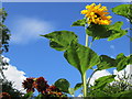 Sunflowers at Shalbourne village, Wiltshire