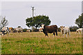 ST0128 : West Somerset : Cattle Grazing by Lewis Clarke