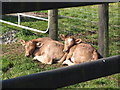 Calves slumbering in the September sun