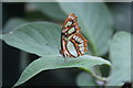 Stratford-upon-Avon Butterfly Farm