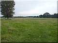 Sheep in fields at Meretown