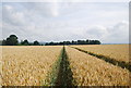 Wheat field