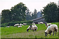 West Somerset : Grassy Field & Sheep