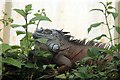 Iguana at Stratford-upon-Avon Butterfly Farm