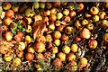 Crab apples by Stratford-Upon-Avon Canal