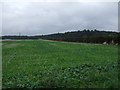 Crop field near Greetwell