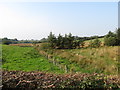 Inter-drumlin wetland on the western side of Annaghmore Road