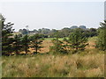 View across wetland to an abandoned homestead off Teer Road