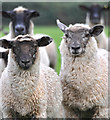 West Somerset : Sheep Grazing