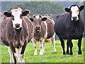 West Somerset : Cattle Grazing