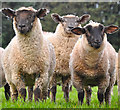 West Somerset : Sheep Grazing