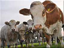 SS9930 : West Somerset : Cattle Grazing by Lewis Clarke