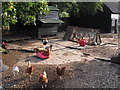 Chickens, Bouncers Farm, Wickham Bishops