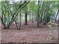 Wood near Mope Grove, Wickham Bishops