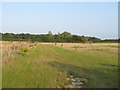 Grassland off Maypole Road, Great Totham