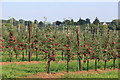 The bumper apple crop of 2014!