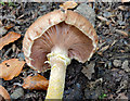 J4681 : Fungi, Crawfordsburn - September 2014(4) by Albert Bridge