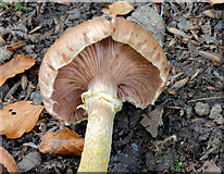J4681 : Fungi, Crawfordsburn - September 2014(4) by Albert Bridge