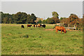 TF4786 : Theddlethorpe cattle by Richard Croft