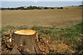 Stump and field by Oldways Road